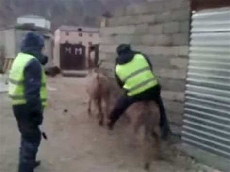 Video Watch This Russian Donkey Hilariously Run Off With Police