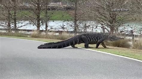800 Pound Alligator Named Larry Finds New Home At Gatorland