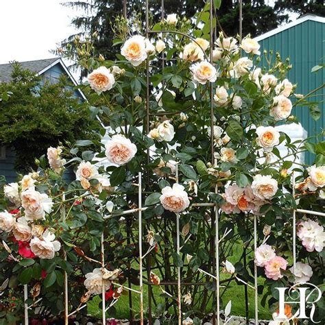 Ginger Syllabub™ Heirloom Roses Growing Roses Rose Photos