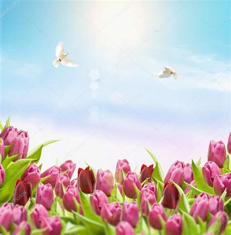 Flowers End Dove — Stock Photo © Svitlana10 14338503