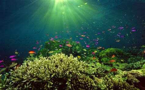 Fish Fishes Underwater Ocean Sea Sealife Nature