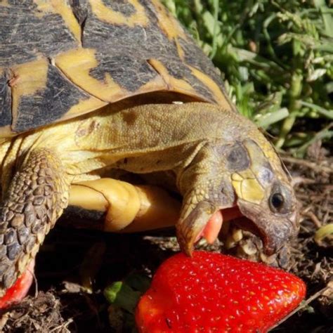 What Do Box Turtles Eat Complete Diet Guide All Turtles