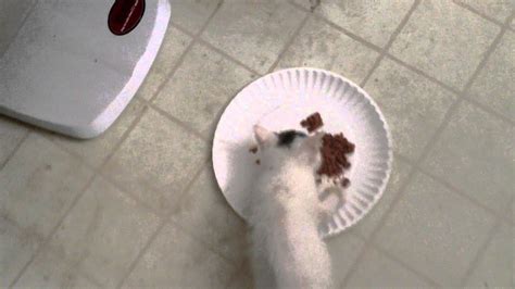 Extremely Hungry Kitten Attacking Plate Of Food Youtube