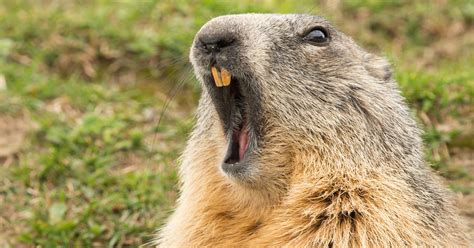 Tips on hunting those pesky groundhogs