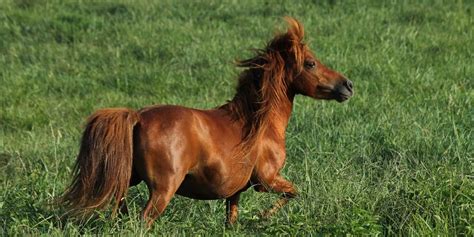 Falabellas Facts And Information On One Of The Worlds Smallest Ponies