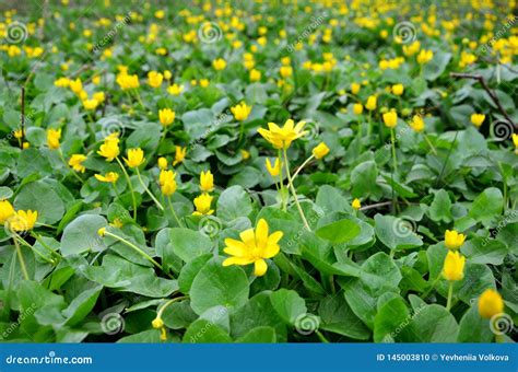 Yellow Spring Flowers In The Meadow Stock Photo Image Of Leaves