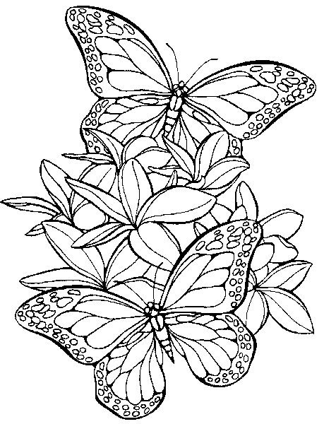 Coloriage Papillon Gratuit à Imprimer