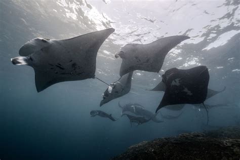 How Do Manta Rays Give Birth Manta Ray Advocates Hawaii