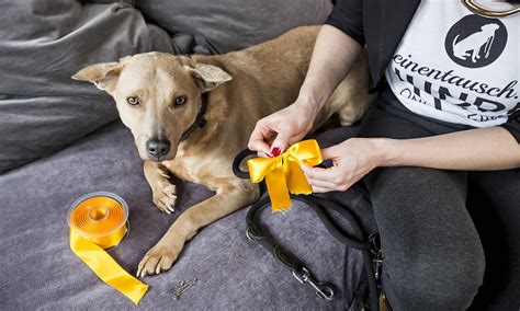 Ängstliche Hunde tragen die gelbe Schleife – B.Z. Berlin