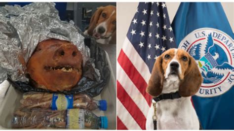 Homeland Security Dog Intercepts Roasted Pig Head At International