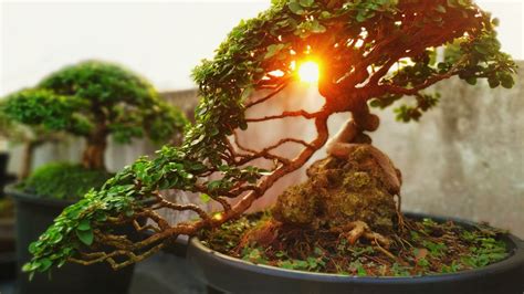 This Is The Oldest Bonsai Tree In The World