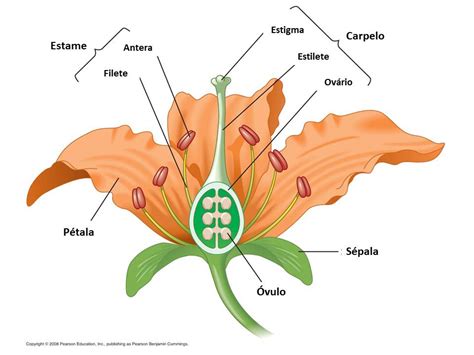 Espaço Ciências 6ºano Reprodução Nas Plantas Introdução