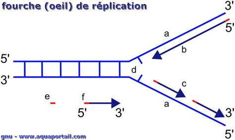 A Quoi Sert La Replication De L'adn - Fourche de réplication: définition