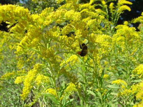 fall wildflowers of north florida roadsides gardening in the panhandle