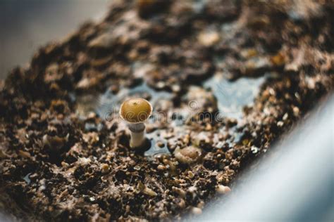 Magic Mushrooms Psilocybin Cubensis Home Mushroom Cultivation Stock