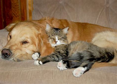 Is avocado toxic to dogs and cats? Can Cats and Dogs Live Peaceably Together?