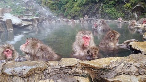 In spring, adorable baby monkeys. Monkeying Around in Japan at Jigokudani Snow Monkey Park ...