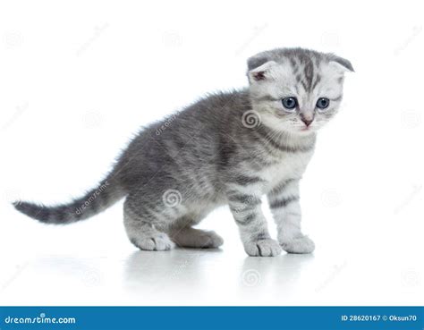 Scottish Fold Grey Kitten On White Stock Image Image Of Adorable