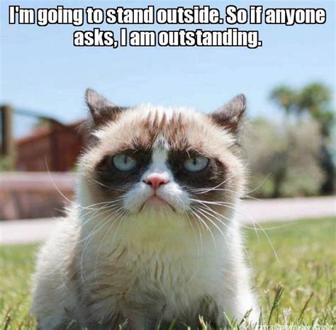 8 New Grumpy Cat Memes