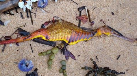 Strange Colourful Creatures Wash Up On Australian Shores Following