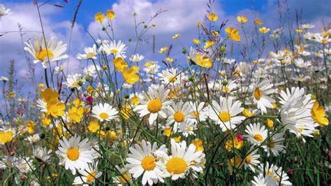 Field Of Daisies Wallpaper Mister Wallpapers