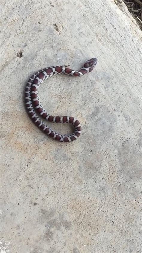 My Sister Found This Guy In Front Royal Virginia Any Idea What This