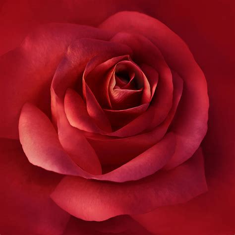 Luminous Scarlet Rose Flower Photograph By Jennie Marie Schell Fine