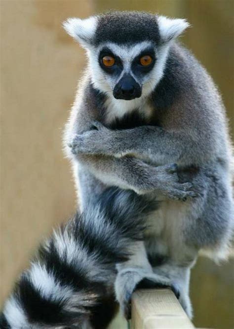 Funny Animals Funny Lemur