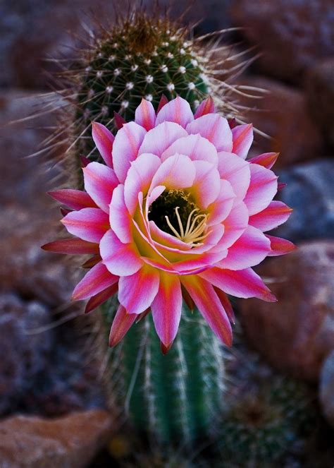 Pink Cactus Flower Suculentas Plantio De árvores Cactos