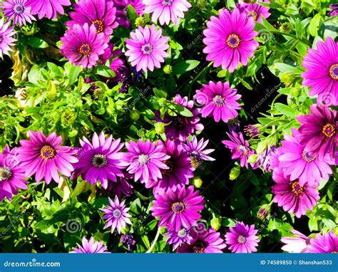 A Filed Of Purple Daisies Blooming Stock Photo Image Of Growing