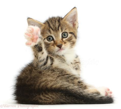 Cute Tabby Kitten Waving Photo Wp42139