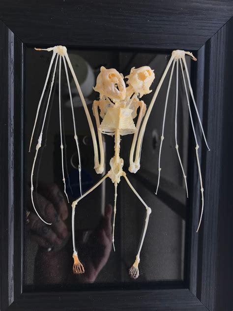 Real 2 Headed Bat Bone Full Skeleton Gaff Taxidermy 3 D Framed Etsy