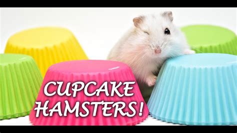 Cupcake Hamsters We Gaan Cupcake Hamster Fotos Maken Youtube