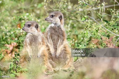 Meerkat Or Suricate On The Lookout For Predators Stock Photo Download