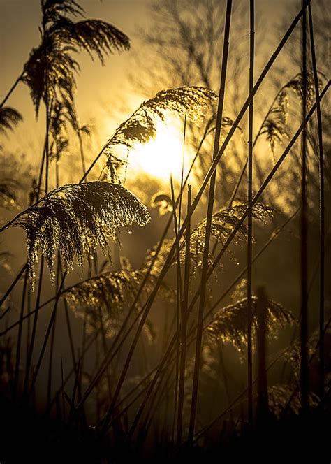 Sunrise Through The Reeds Photograph By Vicki Jauron Fine Art America