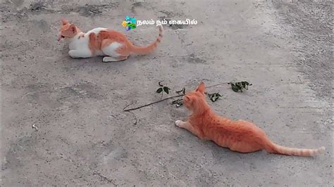 Funny Kittens Playing Each Others Funny Cats Playing Video Youtube