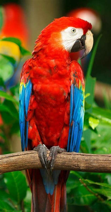 Beautiful Colorful Parrot Birds Pinturas De Pássaros Pássaros