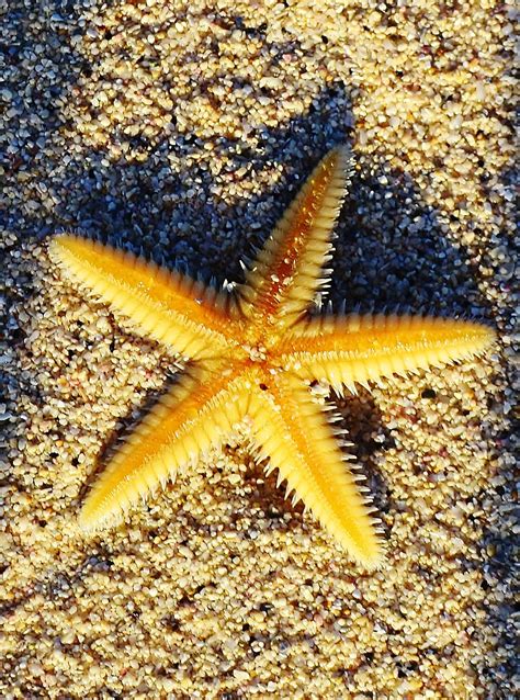 Starfish Sea Creatures Marine Life Sea Life