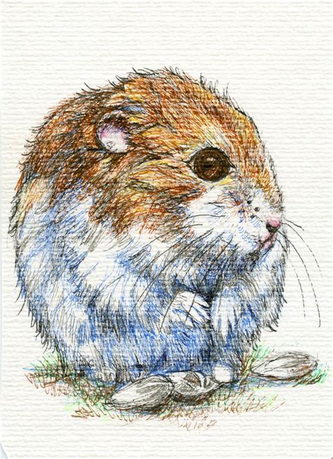 How To Draw A Hamster On A Postcard Doodlewash