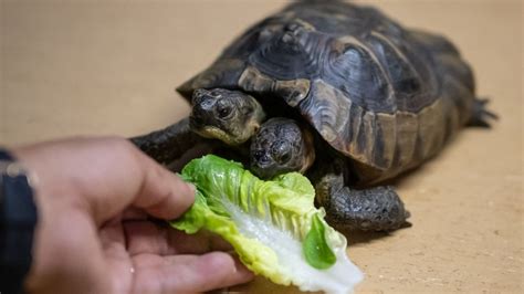 Janus La Tortuga De Dos Cabezas Dos Corazones Y Dos Pulmones Cumplió