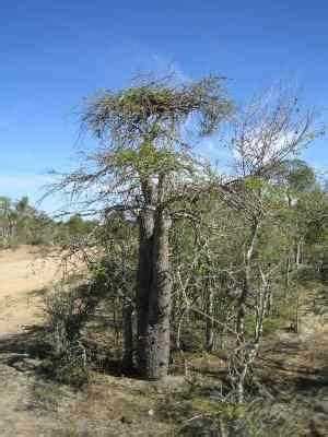 Operculicarya decaryi, known as elephant tree or jabily, is a thick stemmed succulent plant species in the family anacardiaceae, named after the botanical collector raymond decary. CAUDICIFORM Operculicarya decaryi