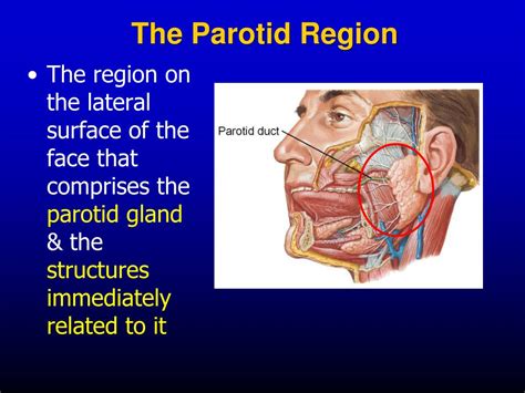 Ppt The Parotid Region Powerpoint Presentation Free Download Id659390
