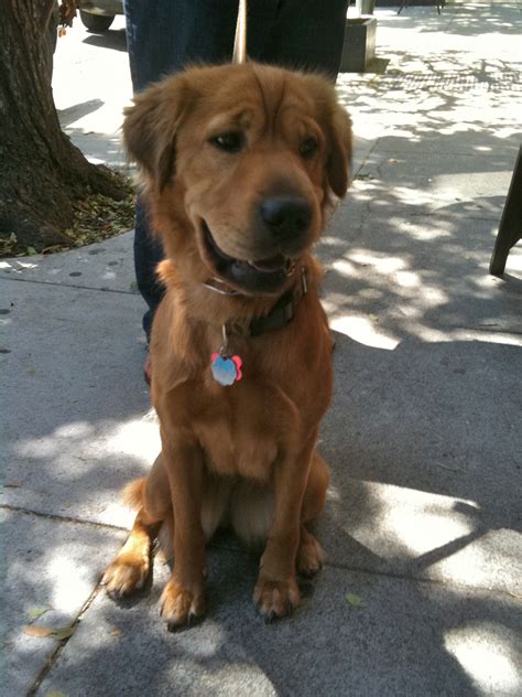 We look at puppy prices, breed traits, facts & more! Dog of the Day: Frannie the Shar-Pei/Golden Retriever Mix ...