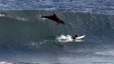 Dolphin Totals Surfer Teen Slammed By Wave Catching