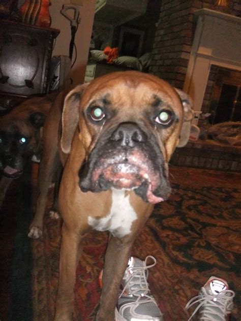 My 2 Year Old Male Boxer Has A Red Swollen Rash Around His Lips And On