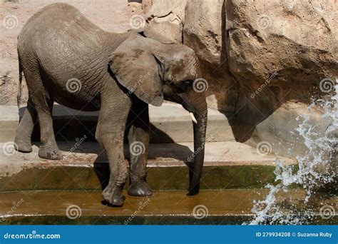 Baby Elephant Stock Photo Image Of Water Playing Wildlife 279934208