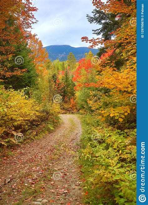 Fall Foliage Along Old Dirt Road In Carrabasset Valley Maine Stock