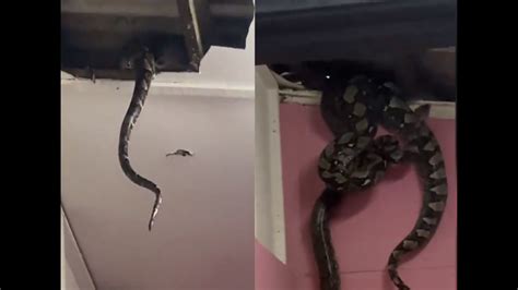 Crazy Moment 3 Giant Snakes Fall Through Homes Roof In Malaysia