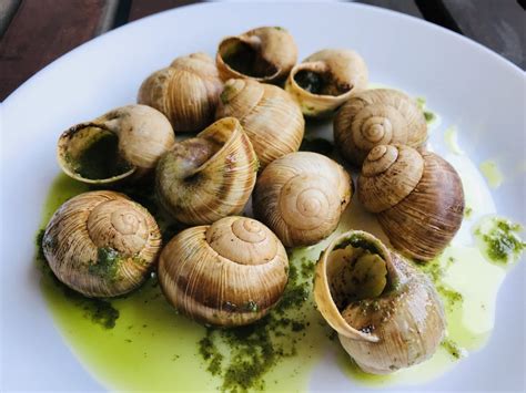 Lekarski Wariant Cząsteczka Escargot Bordelaise Dąb Mikrob Krew