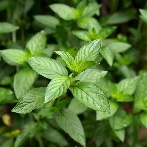Peppermint Seed Mentha Piperita Herb Seeds Herb Seeds Peppermint